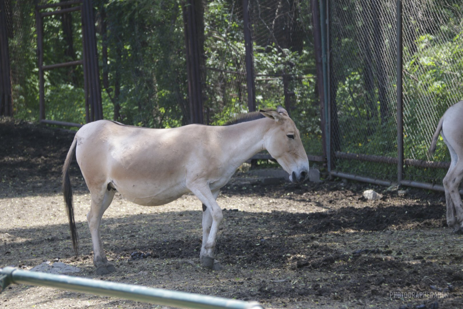 Onager