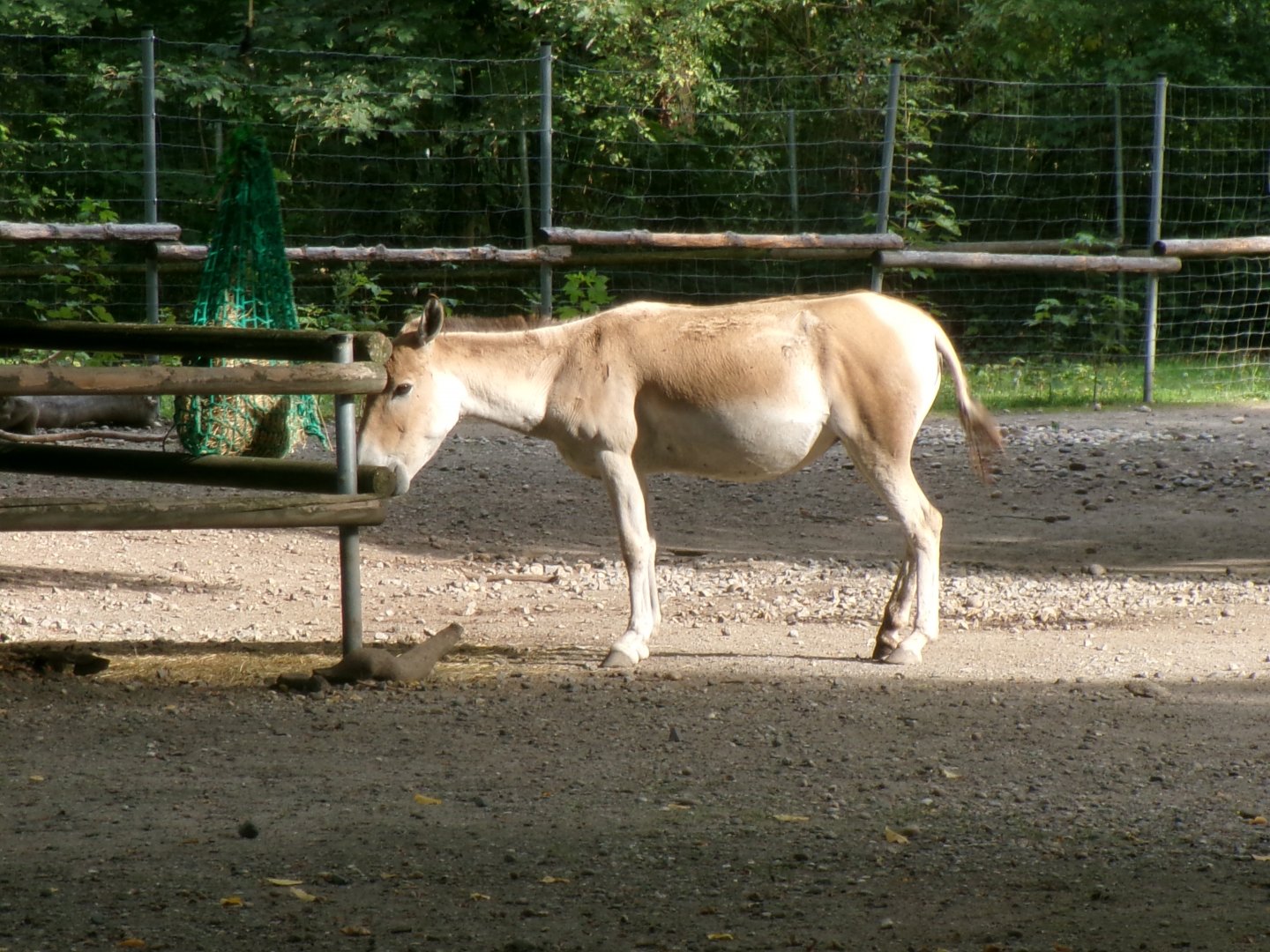 Onager