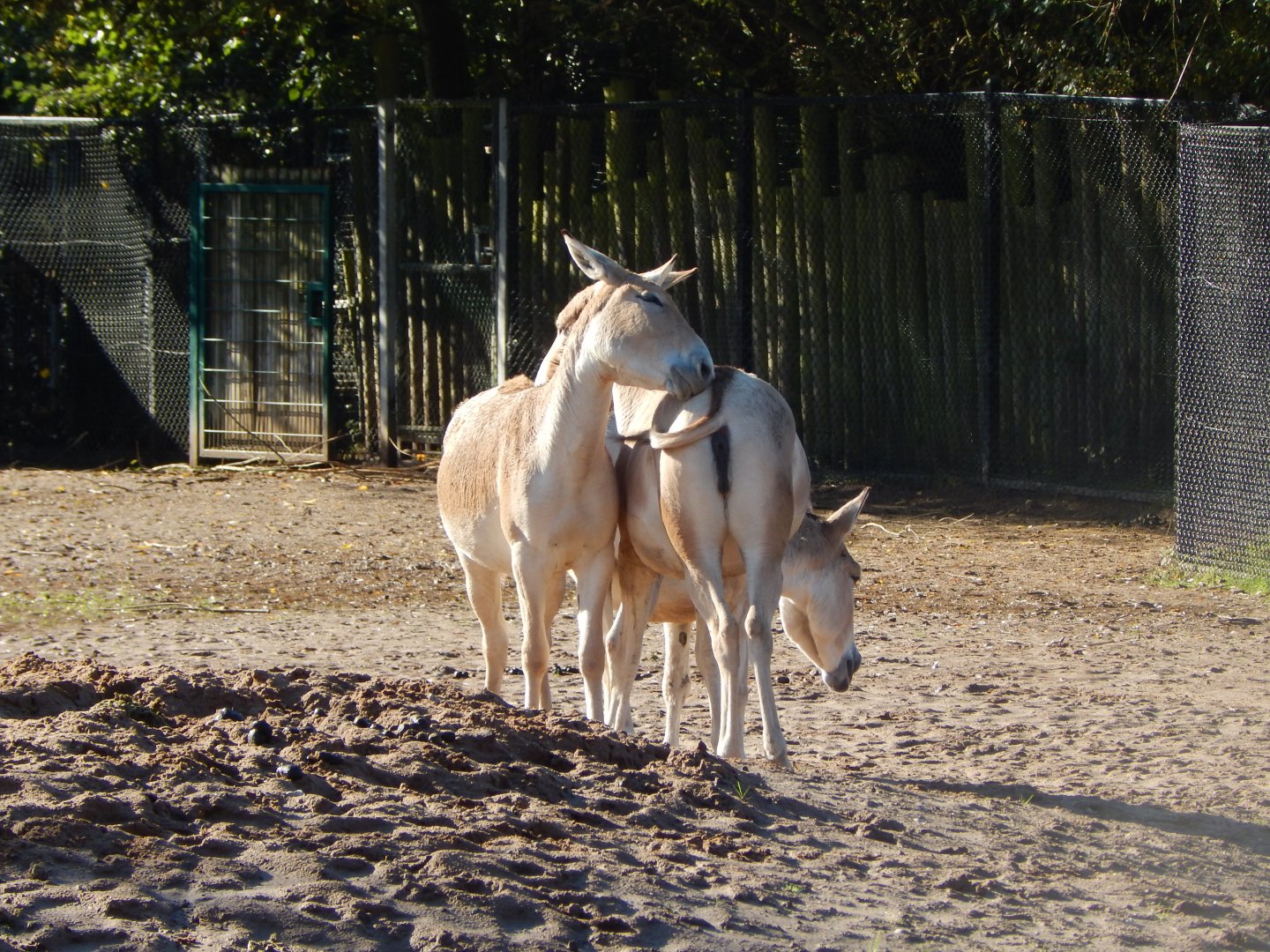 Onagers 081020