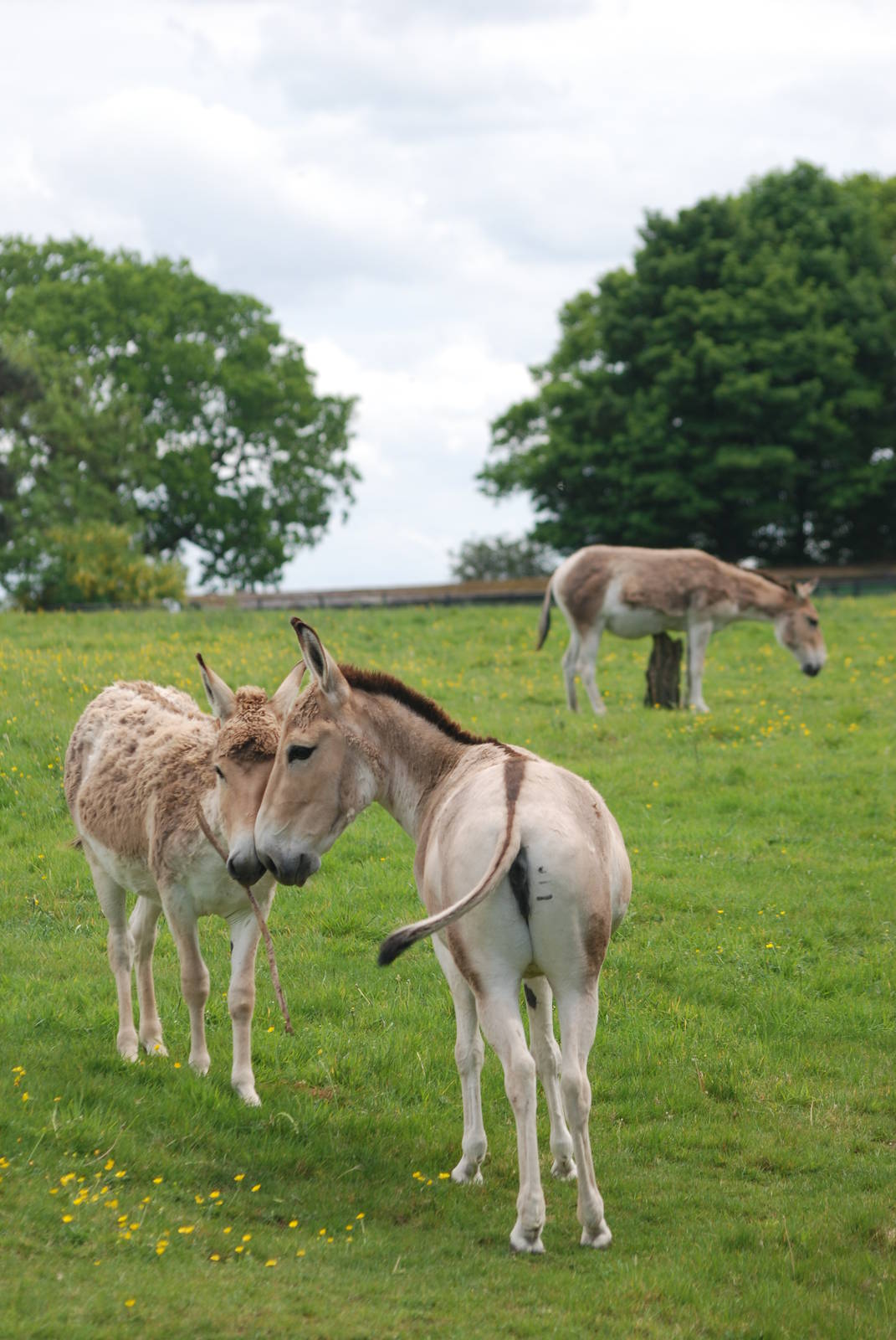 Onagers at Whipsnade 08/05/11