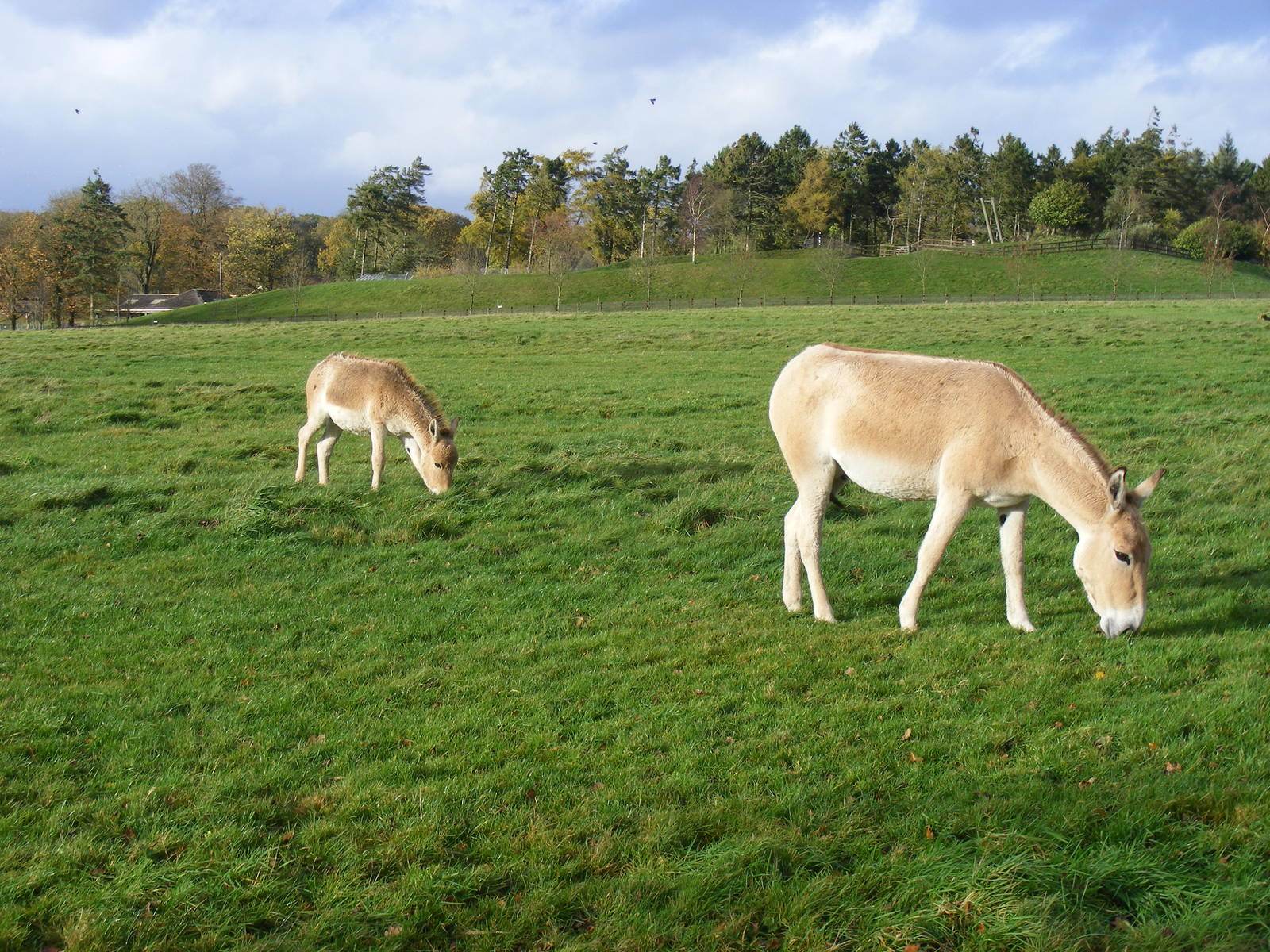 Onagers at Whipsnade Zoo, 11 November 2010