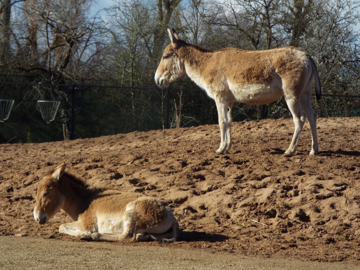 Onagers, Chester Zoo