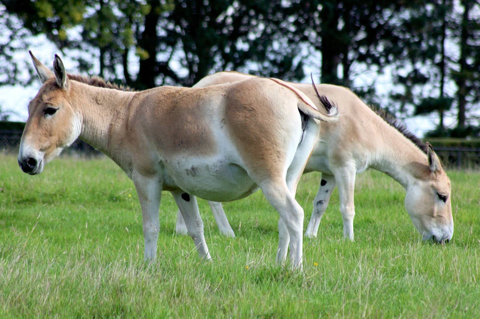 Onagers; Whipsnade; 19th September 2015