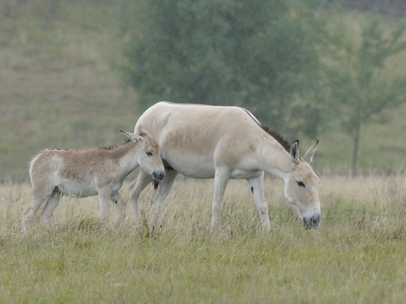Onagers