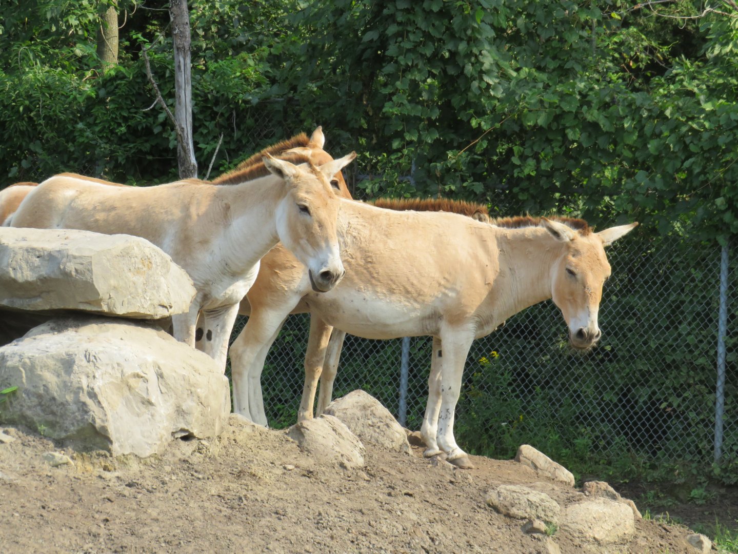 Onagers