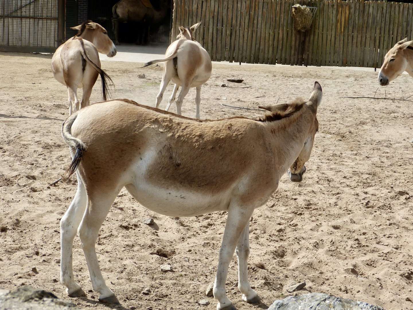 Onagers