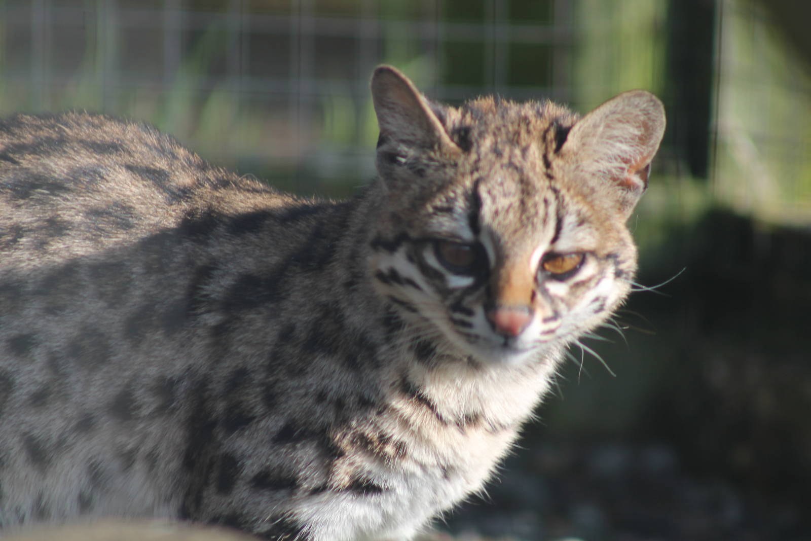 Oncilla - 12th April 2013