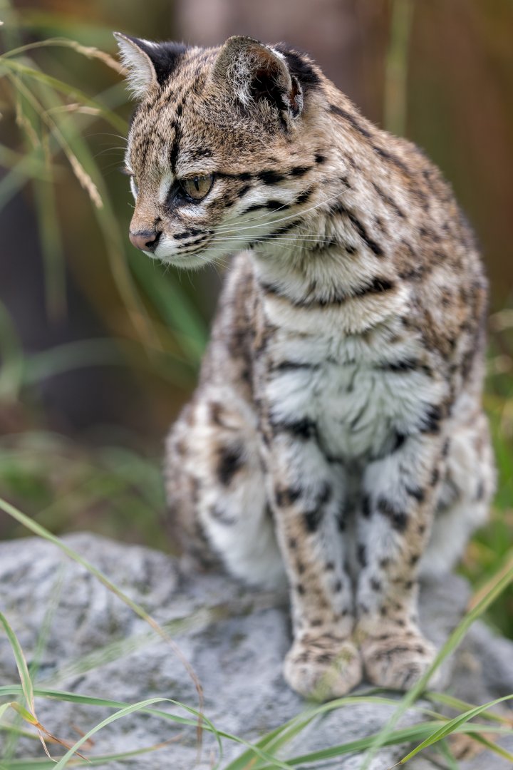 Oncilla / 27-7-22 / Hamerton