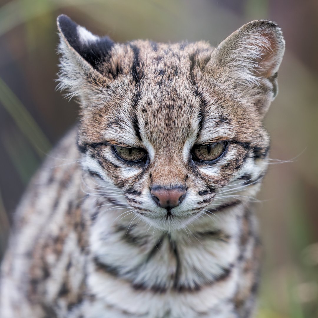 Oncilla / 27-7-22 / Hamerton