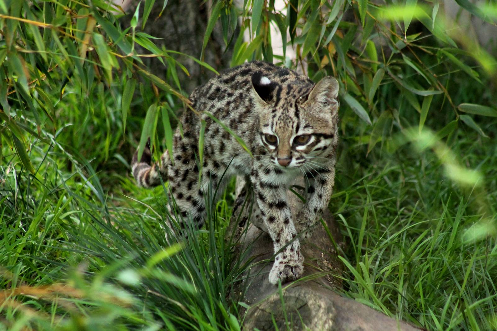 Oncilla - 28th August 2015