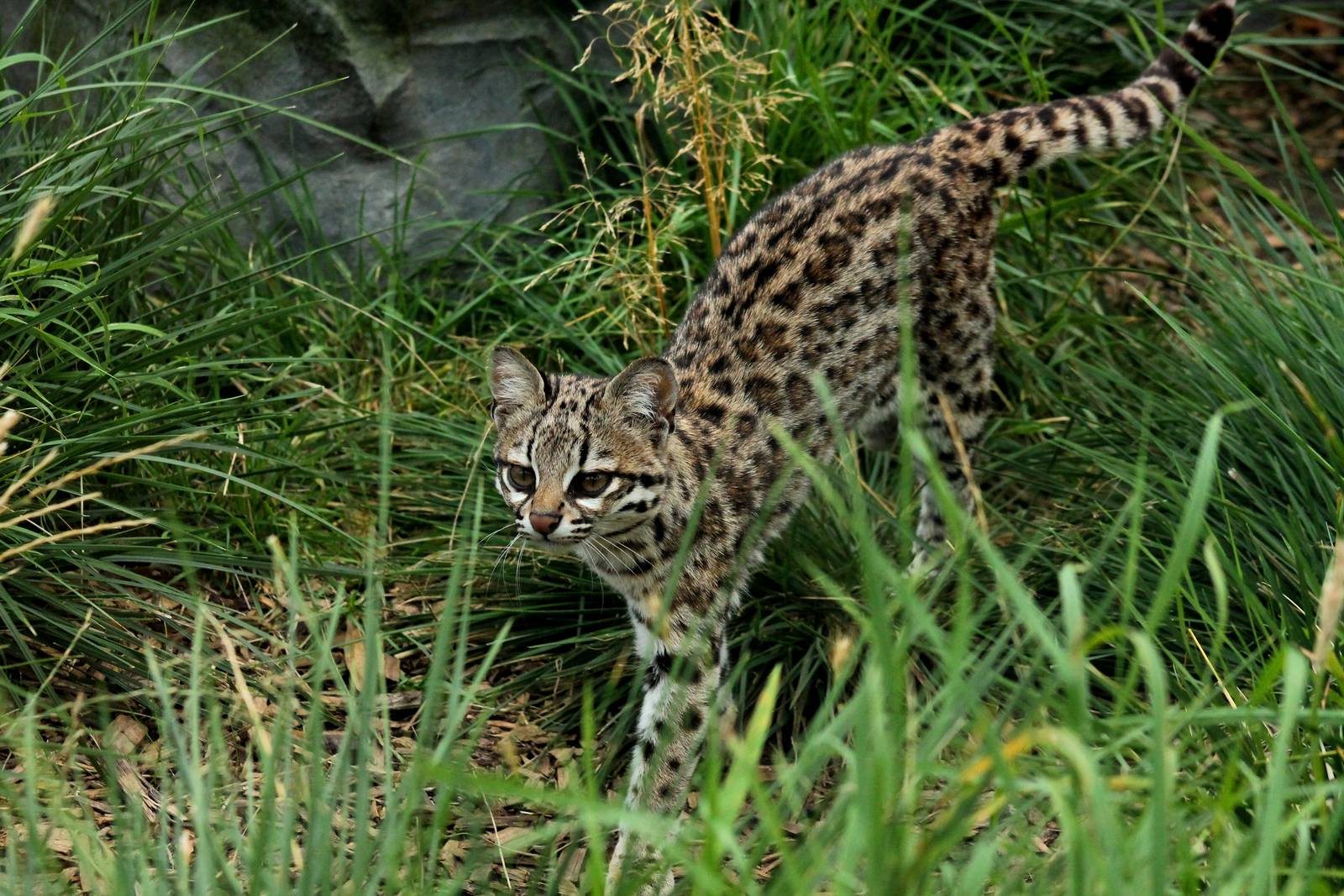 Oncilla - 28th August 2015