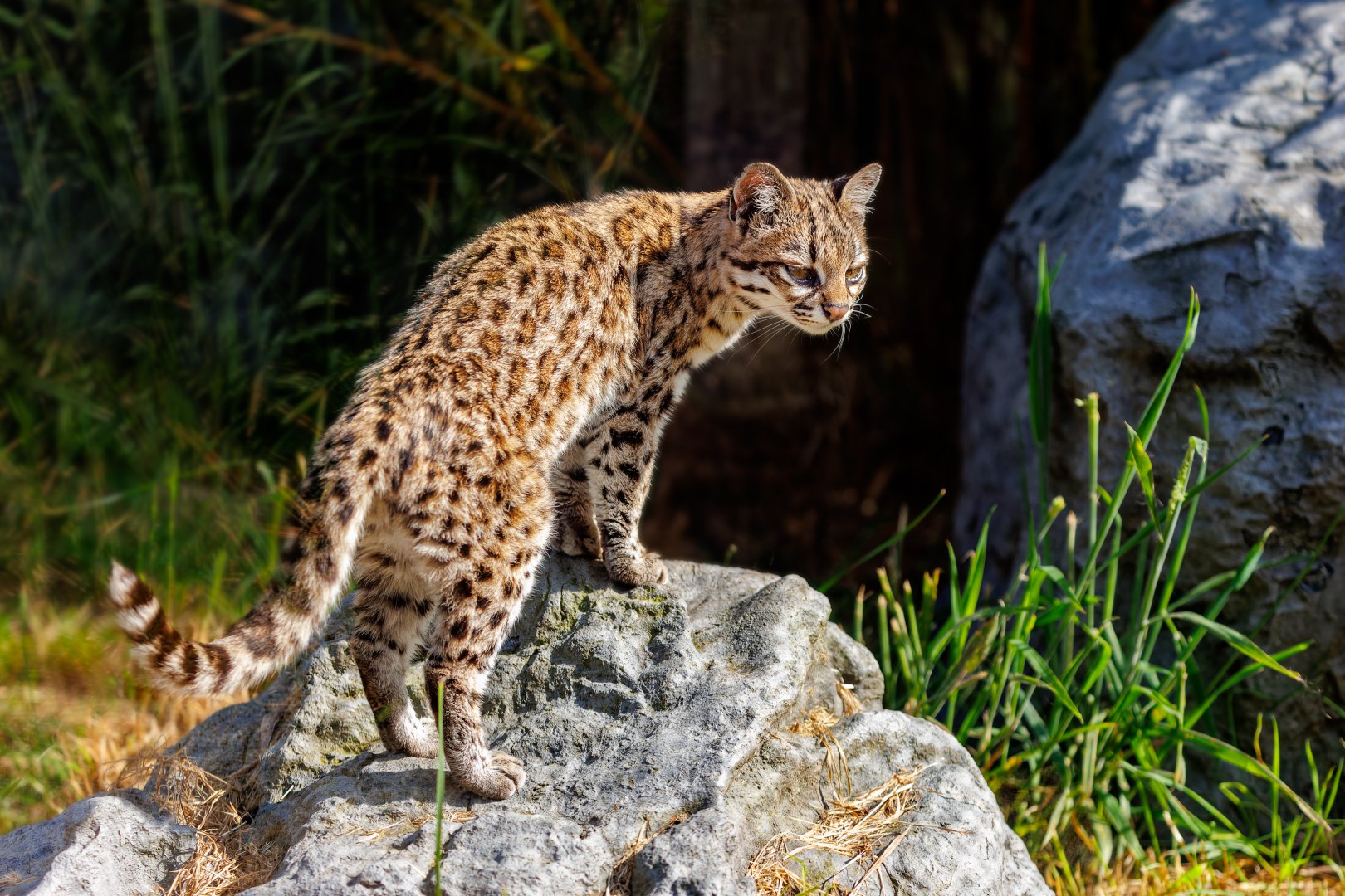 Oncilla / 7-6-22 / Hamerton