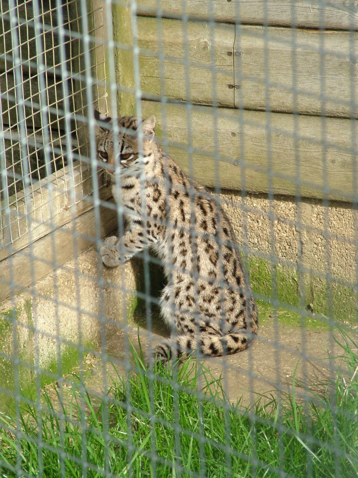 Oncilla at Hamerton 05/04/10