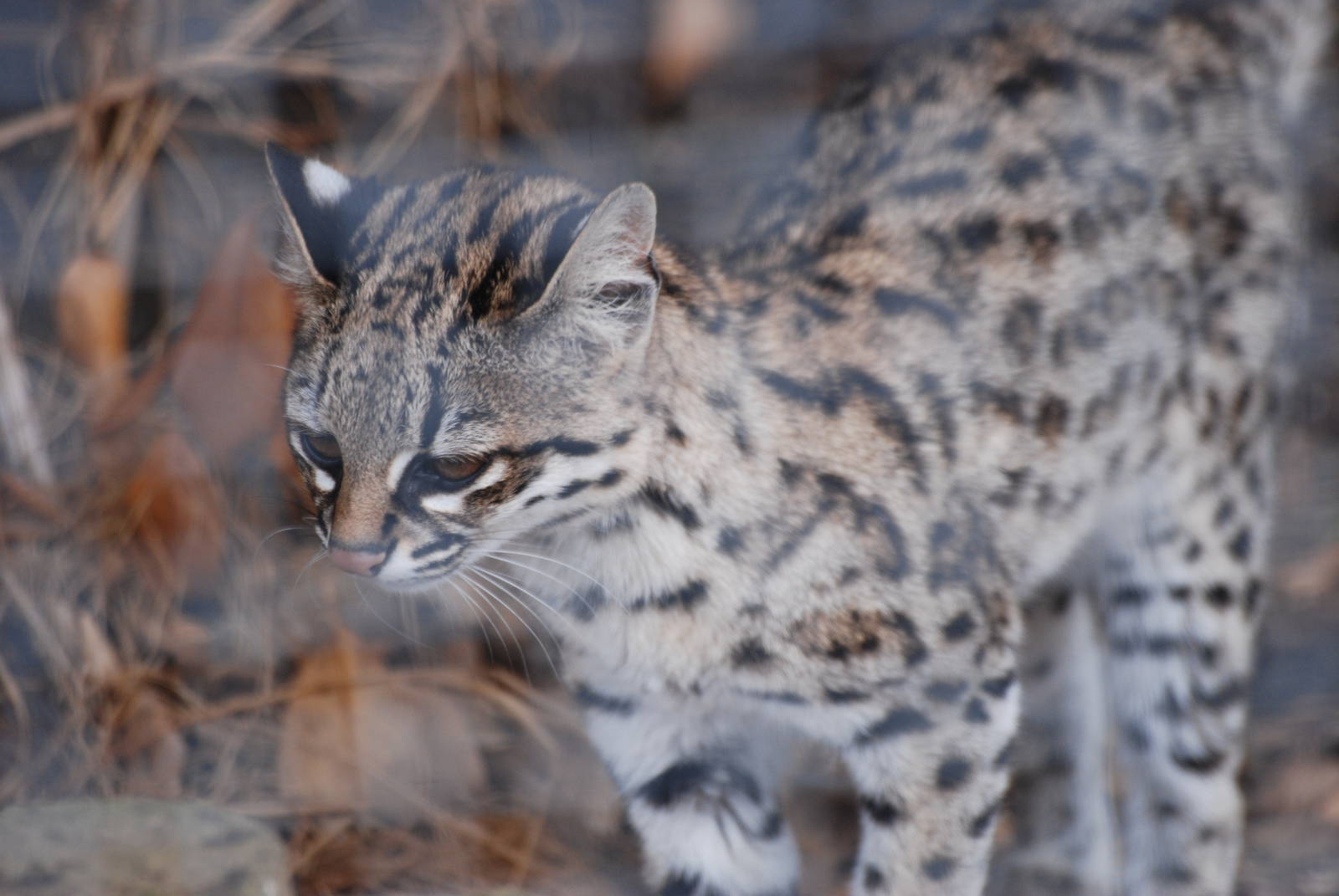 Oncilla at Hamerton, 08/10/11