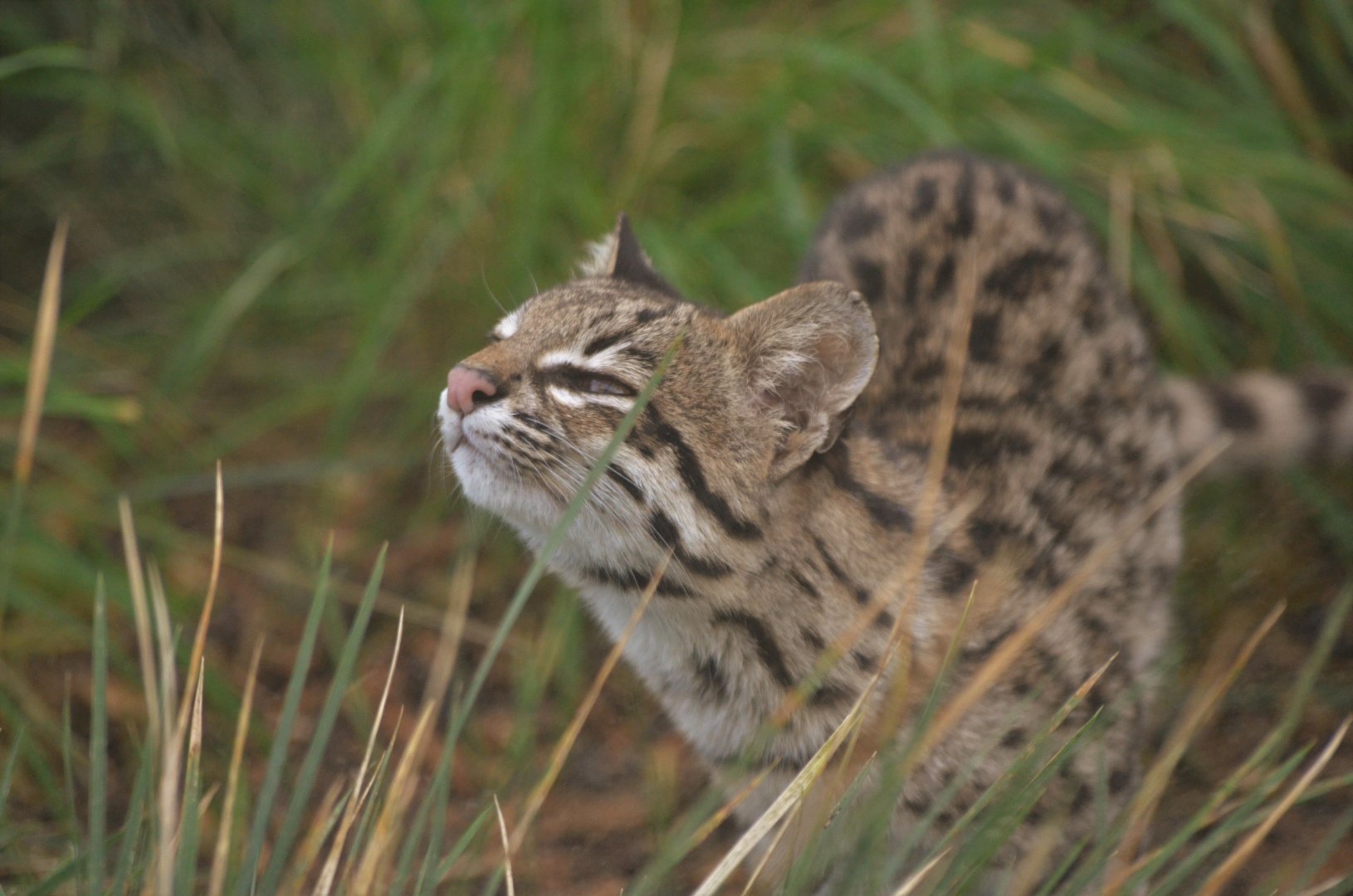 Oncilla at Hamerton, 19/11/16