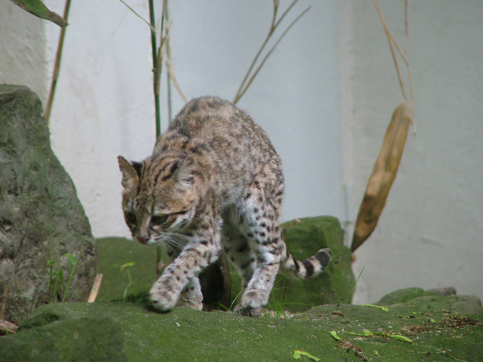 Oncilla at Wuppertal 13/05/09