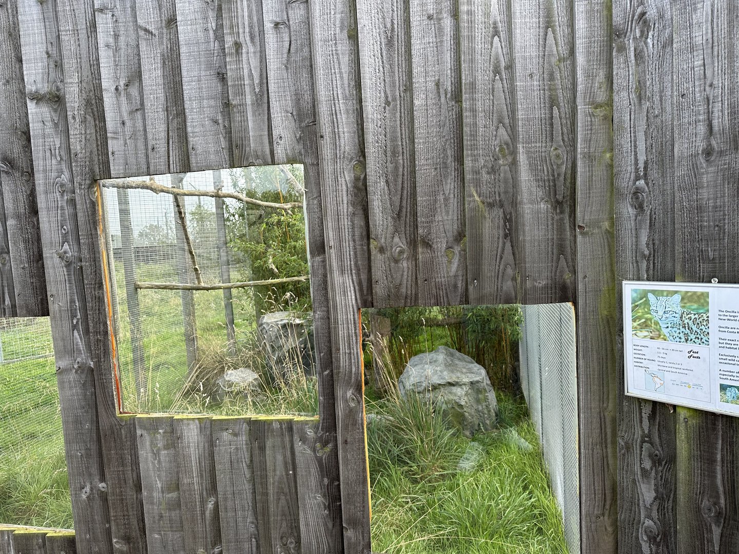 Oncilla Enclosure at Hamerton Zoo Park (October 2023)