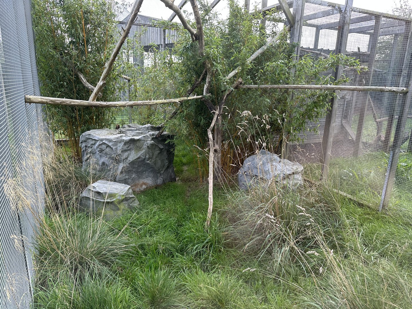 Oncilla Enclosure at Hamerton Zoo Park (October 2023)