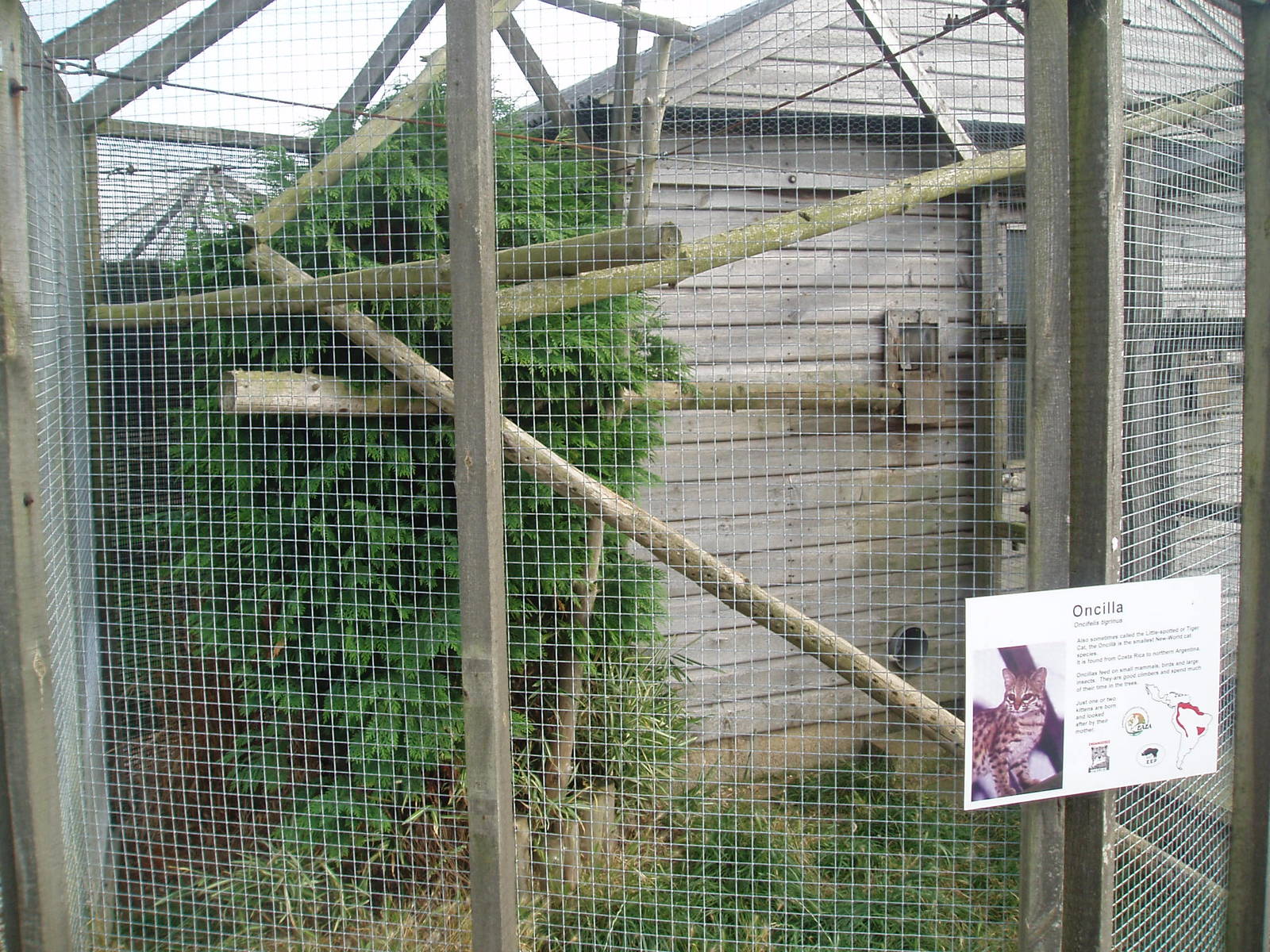 Oncilla enclosure