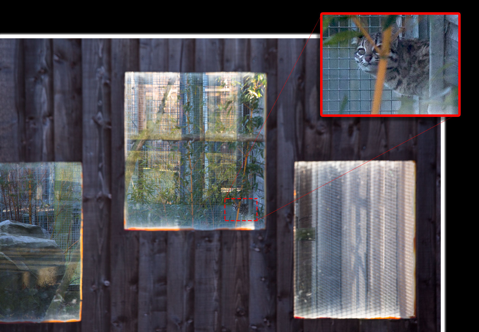 Oncilla (exhibit) : Hamerton : 08 Feb 2015