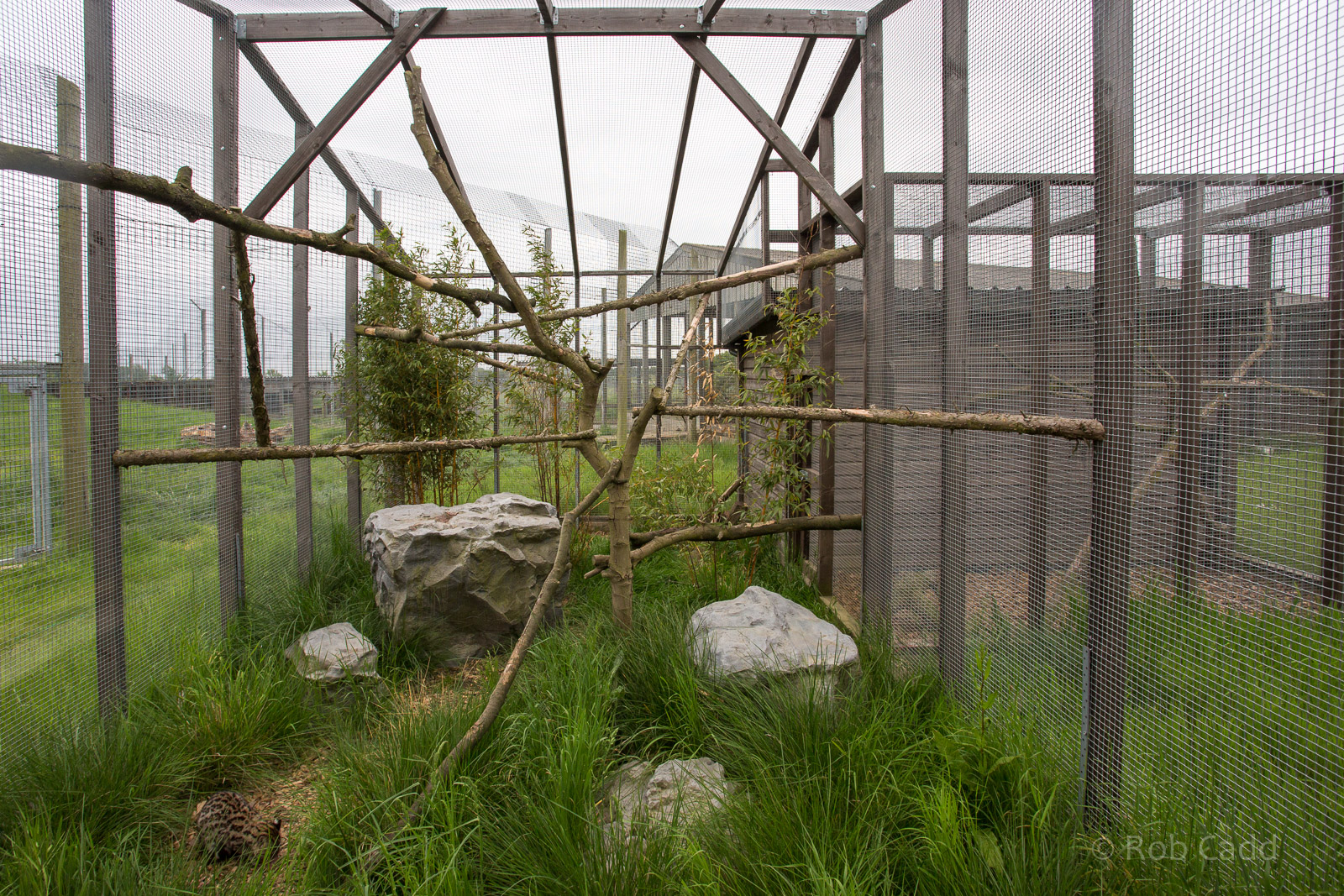 Oncilla (exhibit) : Hamerton : 25 May 2015