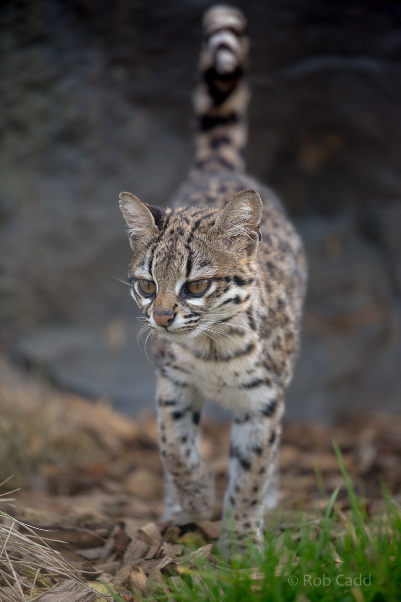 Oncilla : Hamerton : 03 Apr 2016