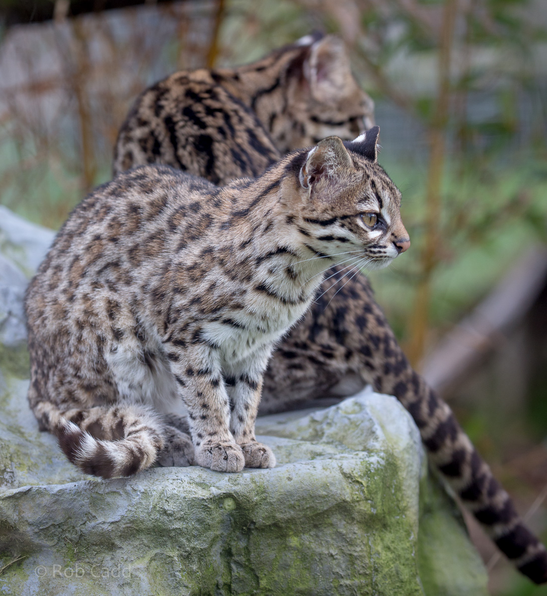 Oncilla : Hamerton : 03 Apr 2016