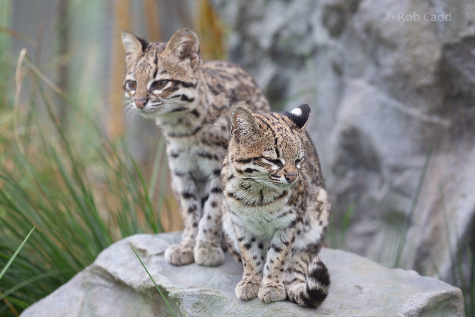 Oncilla : Hamerton : 08 Sep 2018