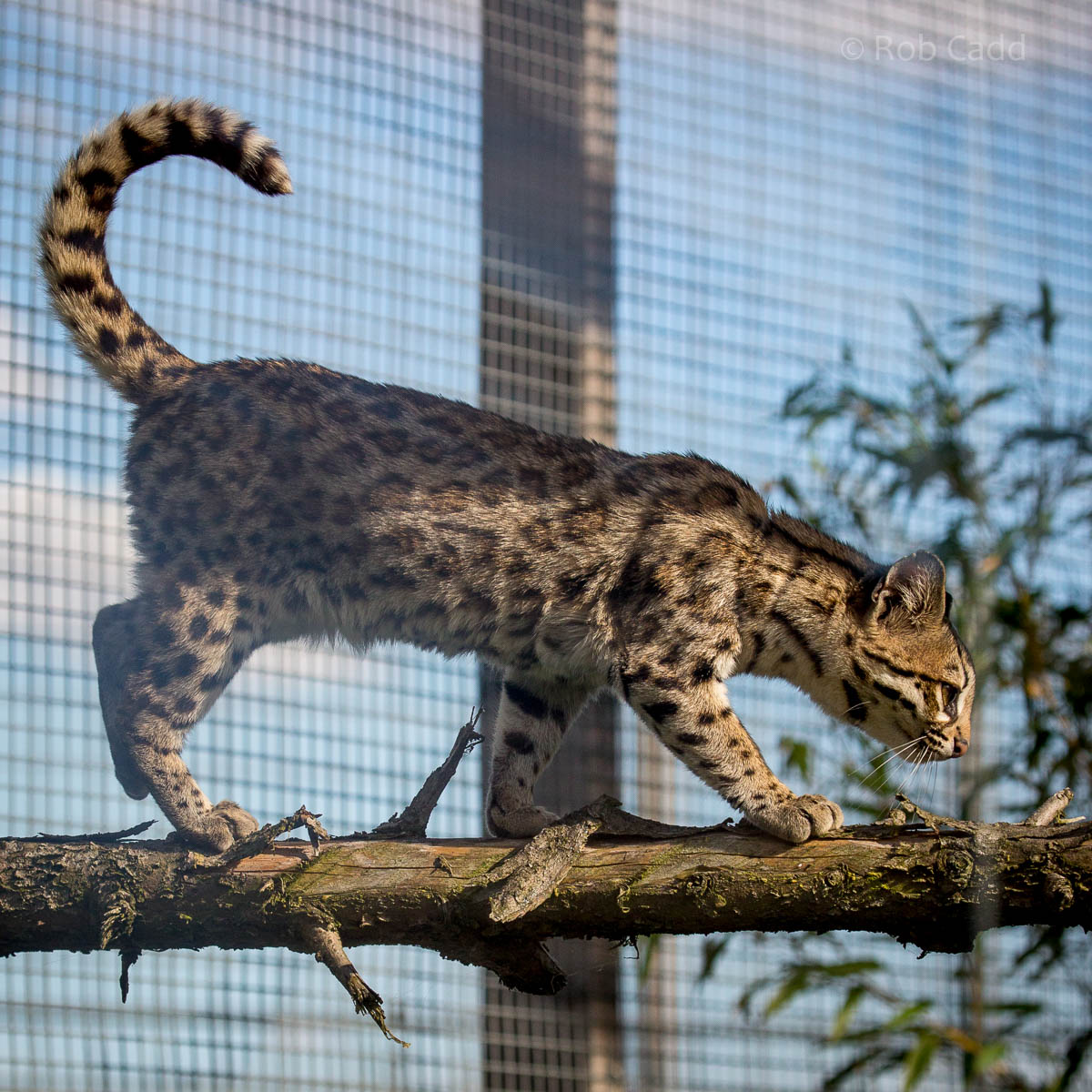 Oncilla : Hamerton : 09 Aug 2015