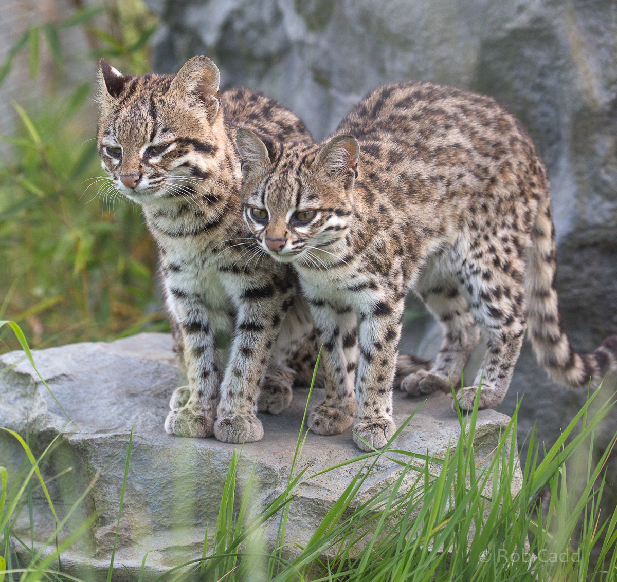 Oncilla : Hamerton : 14 May 2017