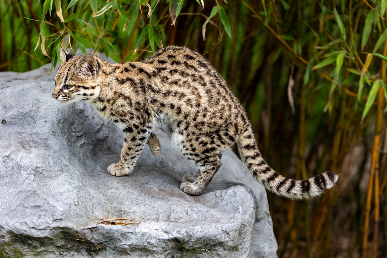 Oncilla / Hamerton / 15-7-21