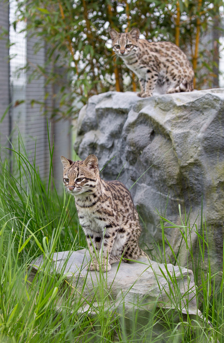 Oncilla : Hamerton : 25 May 2015