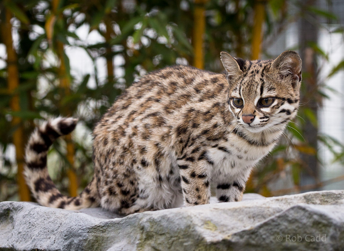 Oncilla : Hamerton : 25 May 2015