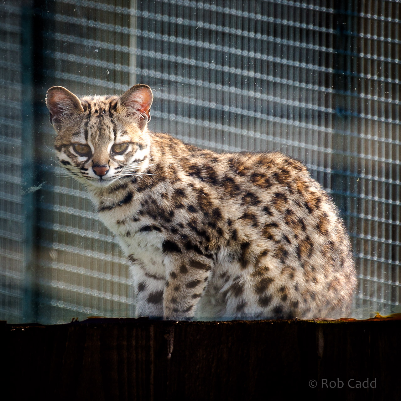 Oncilla : Hamerton : 26 Apr 2015