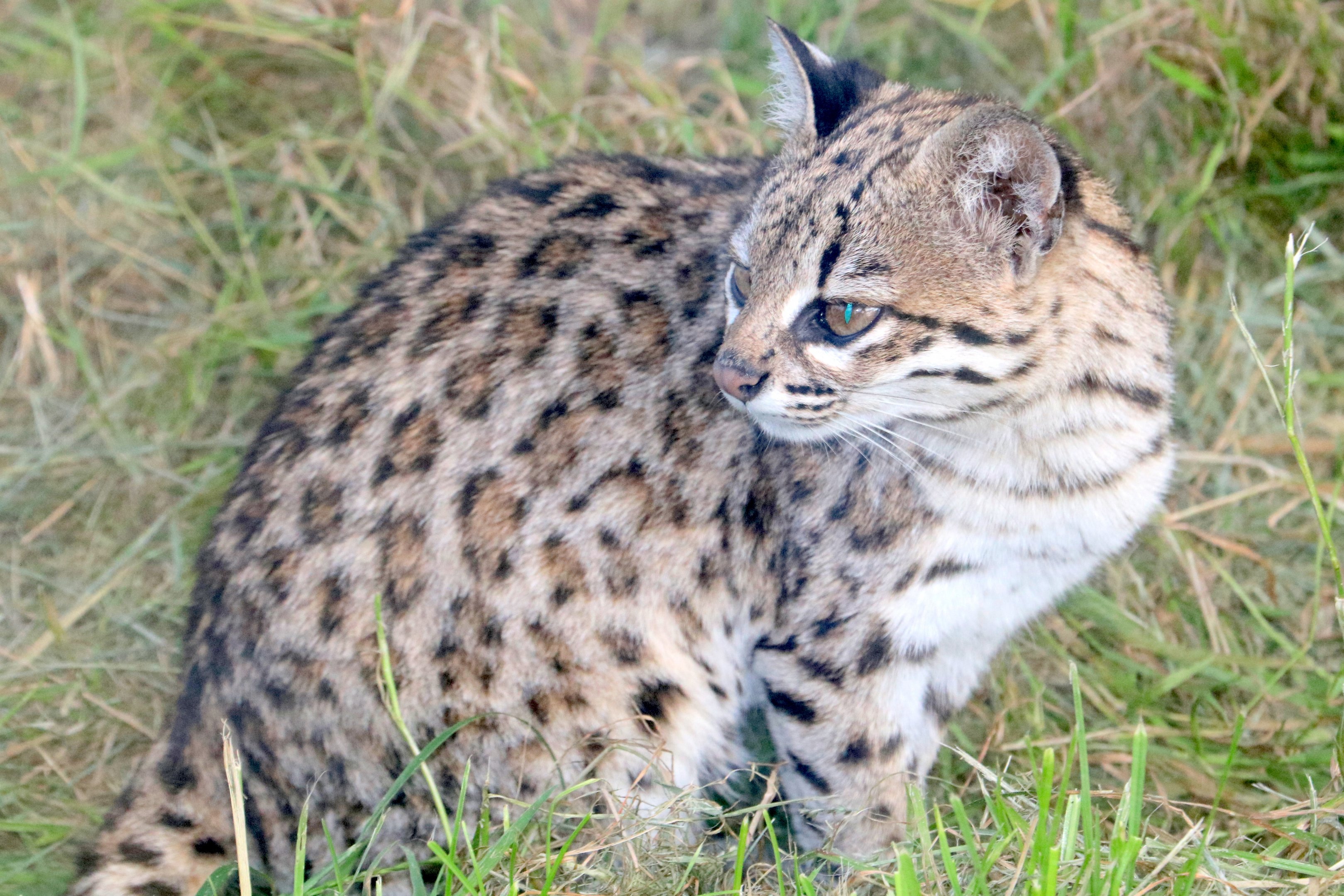 Oncilla; Hamerton: 3rd  August 2019