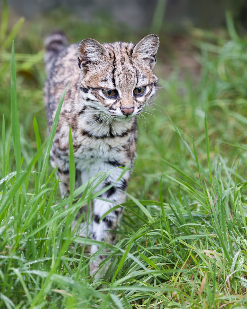 Oncilla / Hamerton / 7-11-24