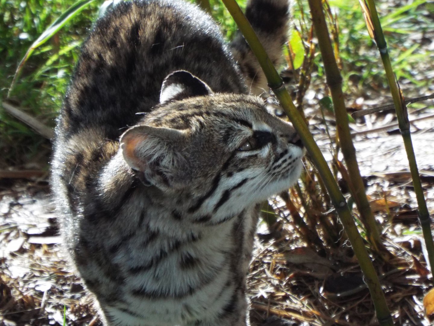 Oncilla, Hamerton Zoo Park