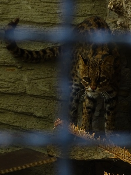 Oncilla (Leopardus tigrinus) (07/22)