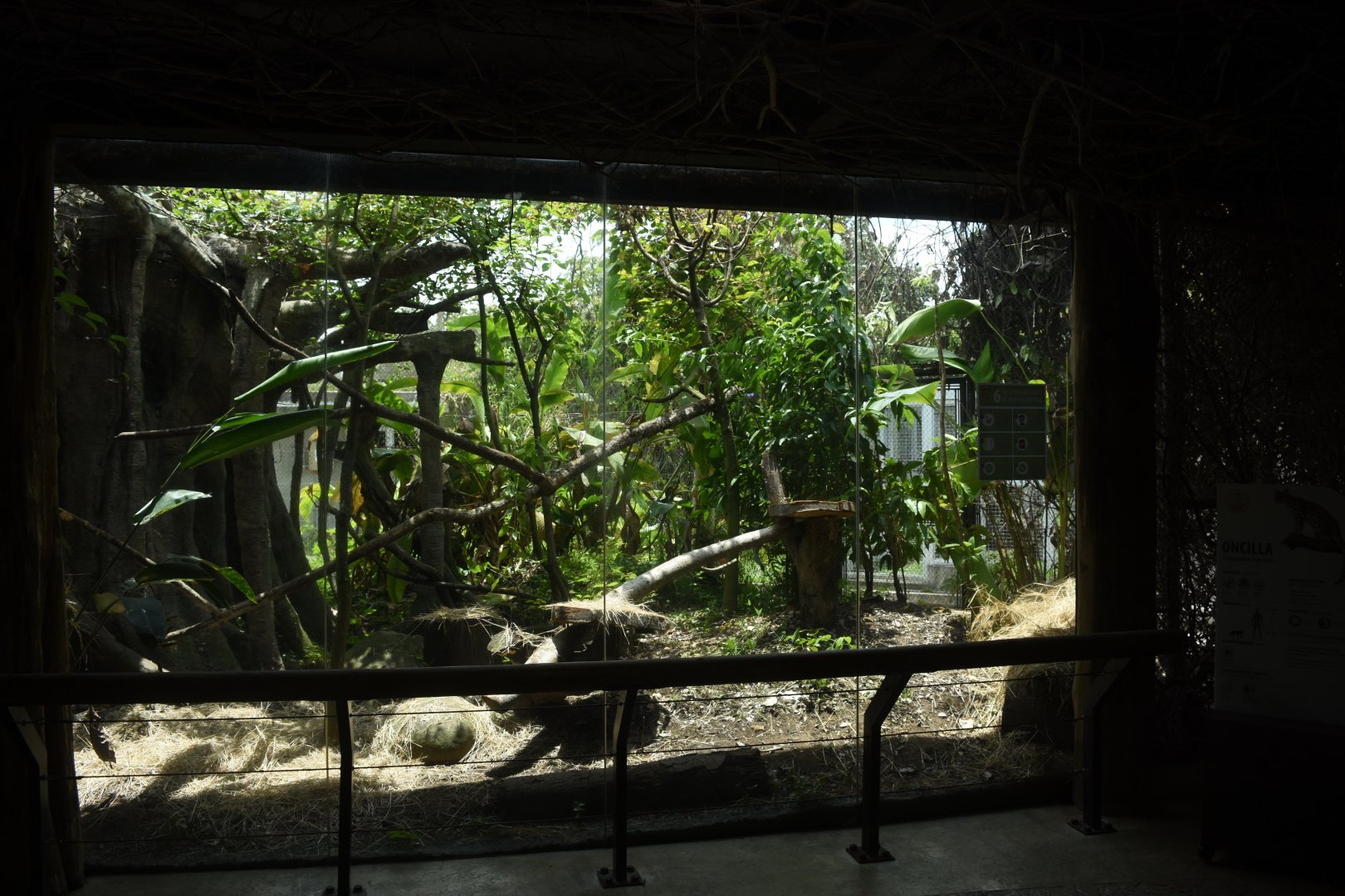 Oncilla (Leopardus tigrinus) Exhibit