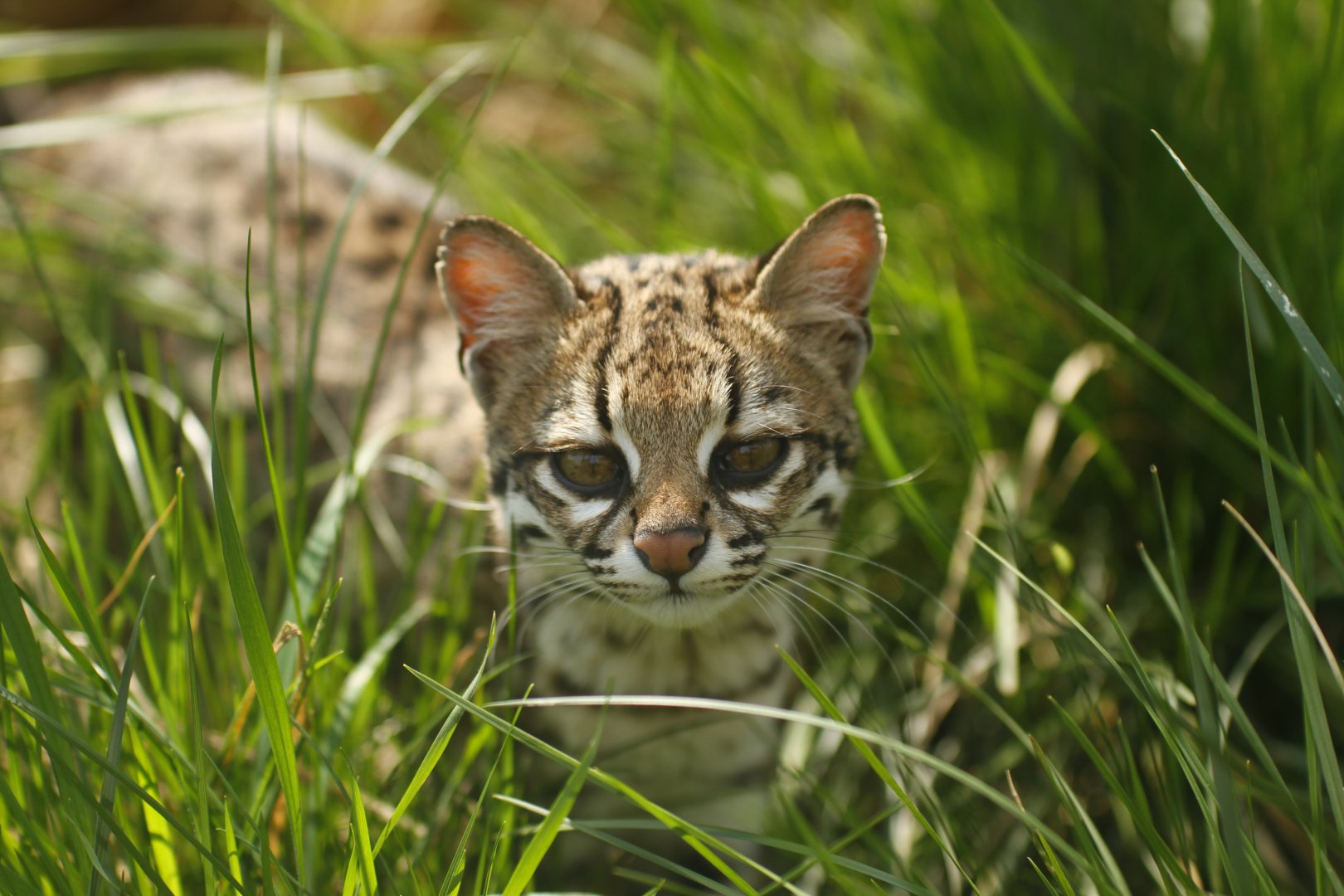 Oncilla (Leopardus tigrinus)