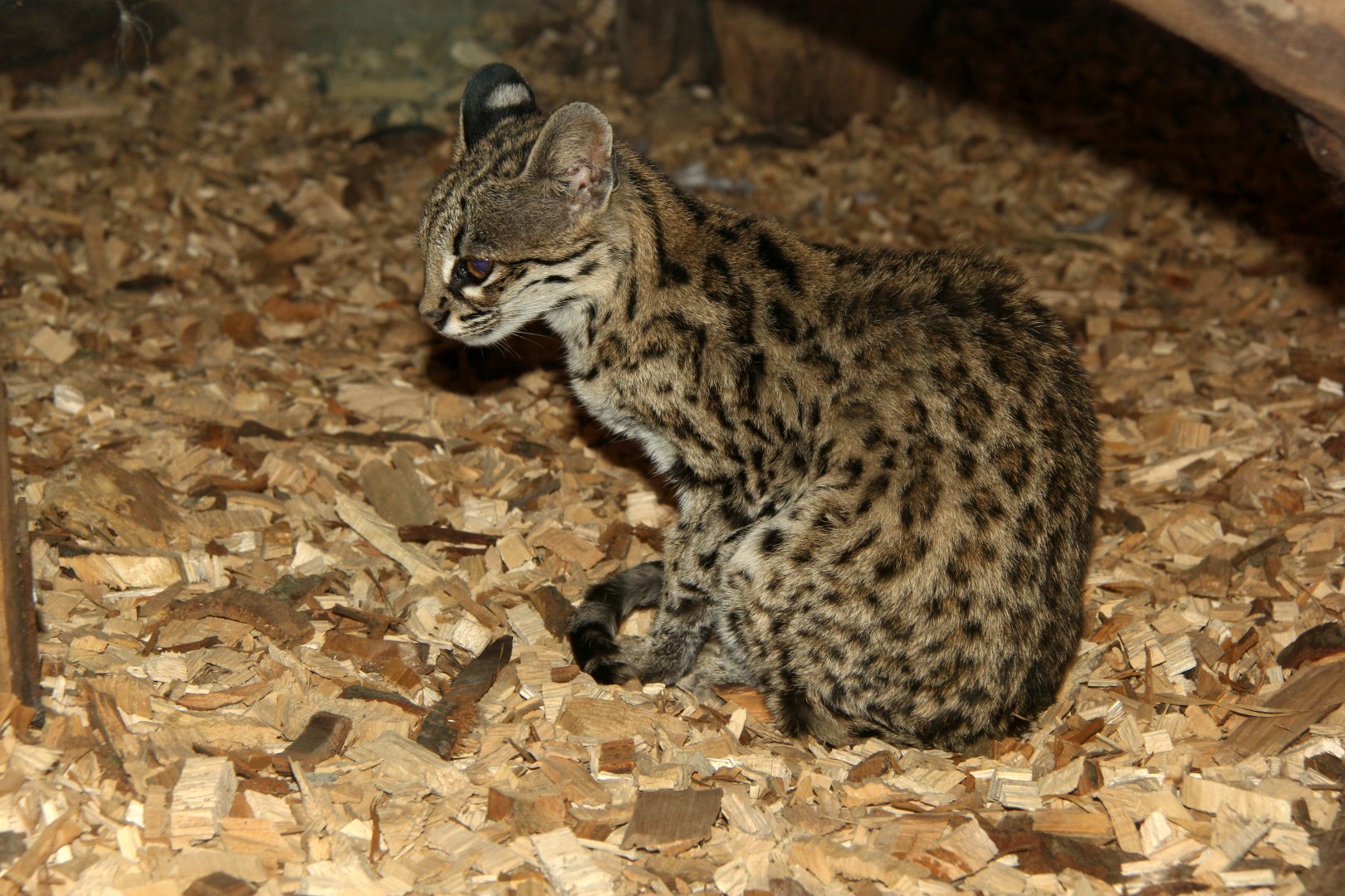 oncilla (Leopardus tigrinus)