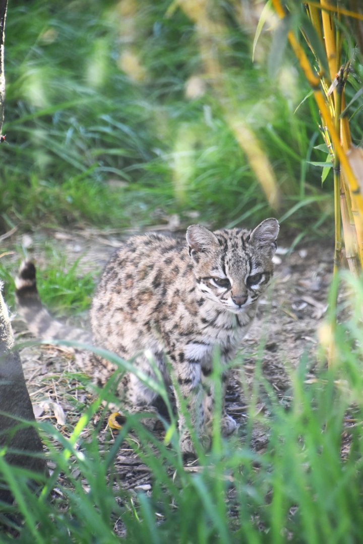 Oncilla, Leopardus tigrinus
