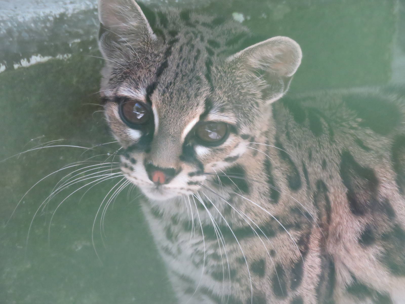 Oncilla/Margay?