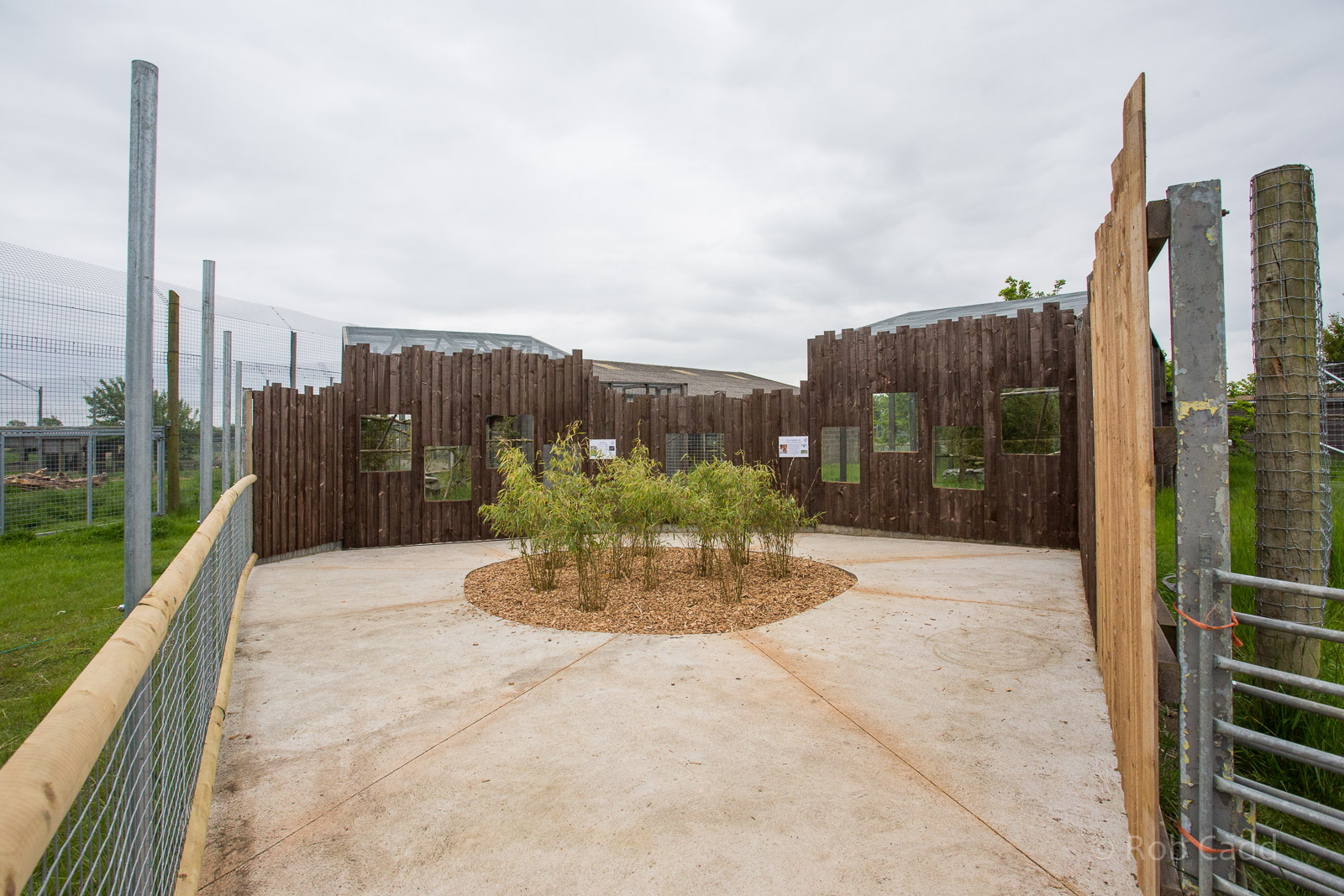 Oncilla; rusty-spotted cat (exhibit) : Hamerton : 25 May 2015