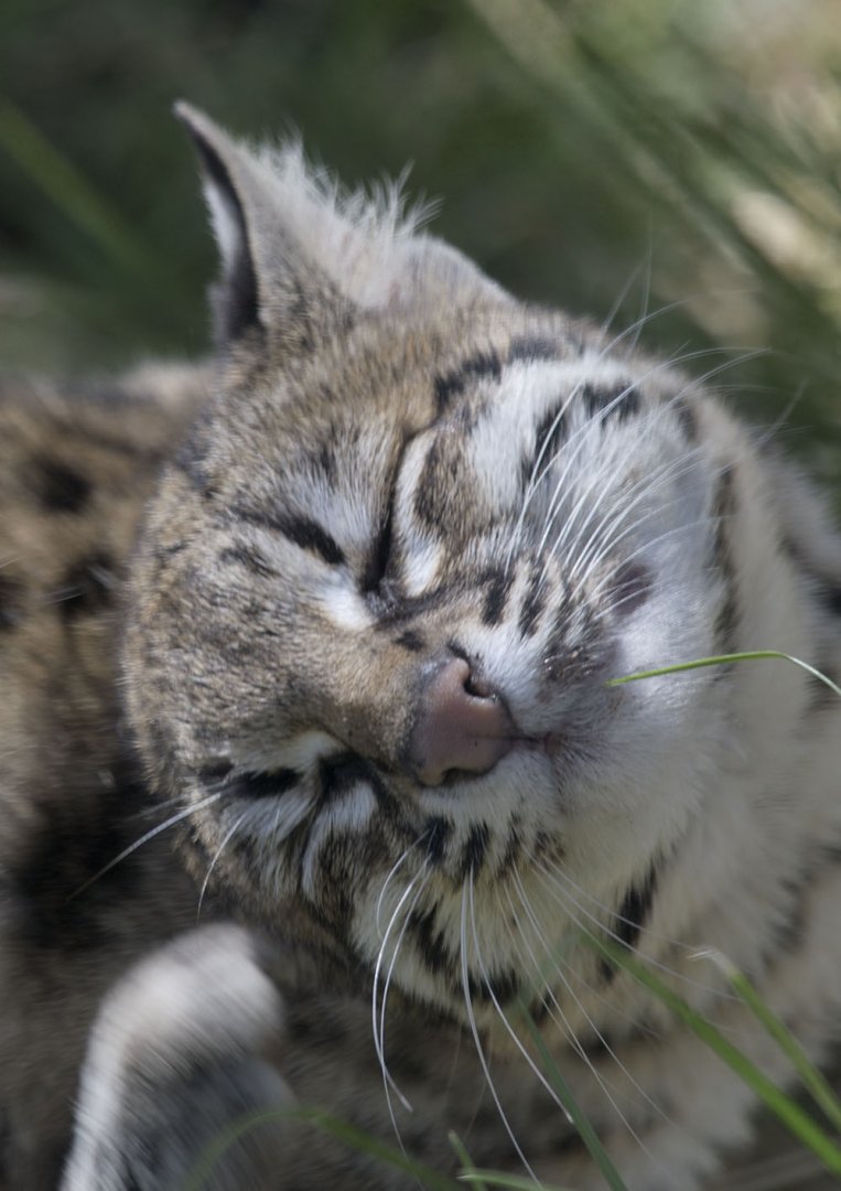 Oncilla satisfaction