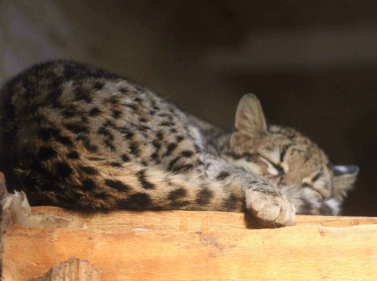 Oncilla..... sleeping