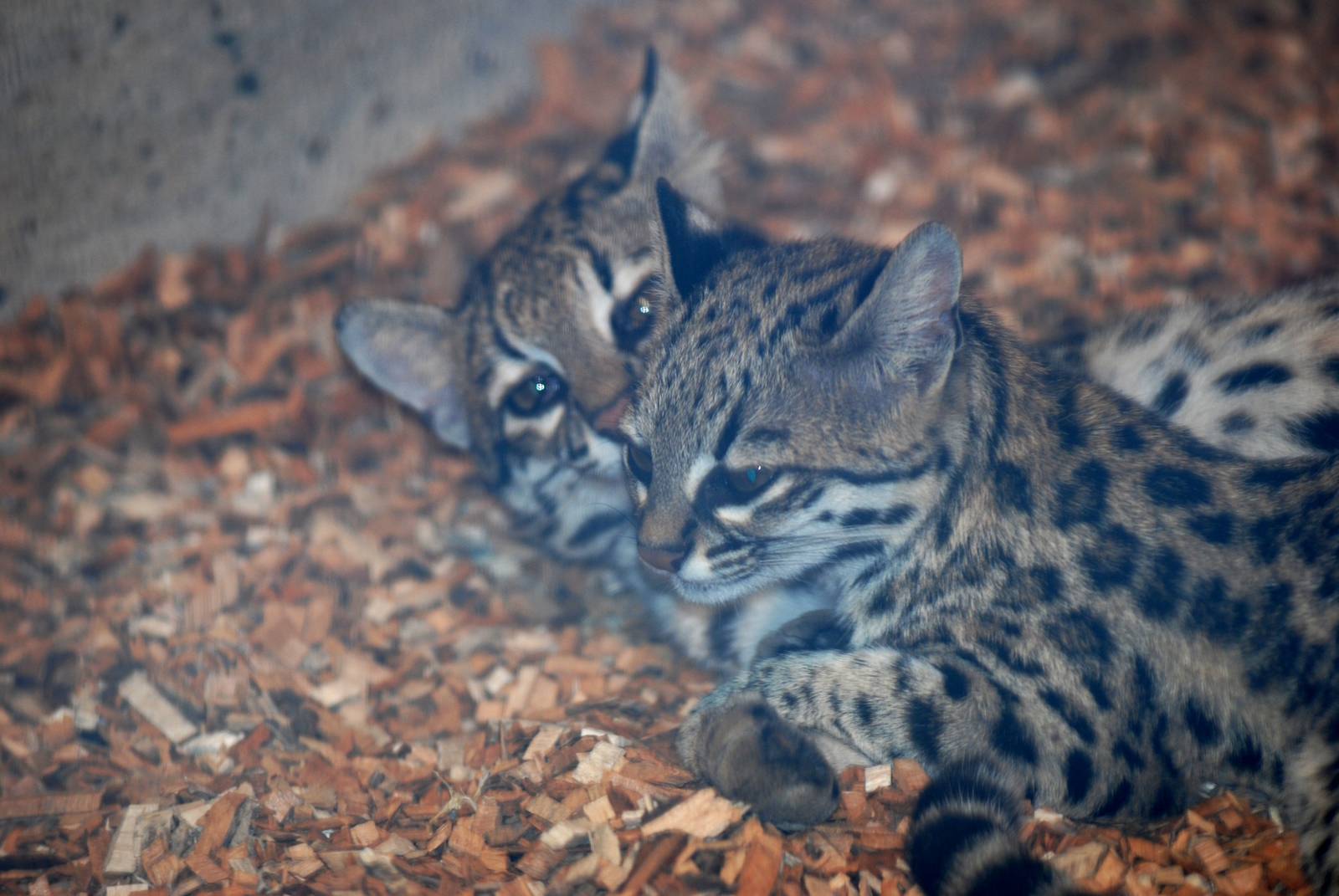 Oncillas at Prague, 25/08/12