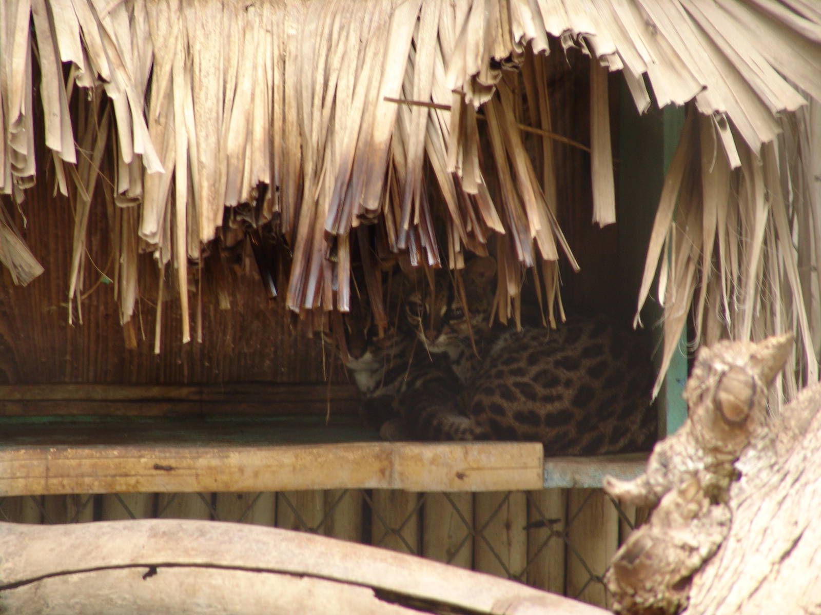 Oncillas (Leopardus tigrinus)