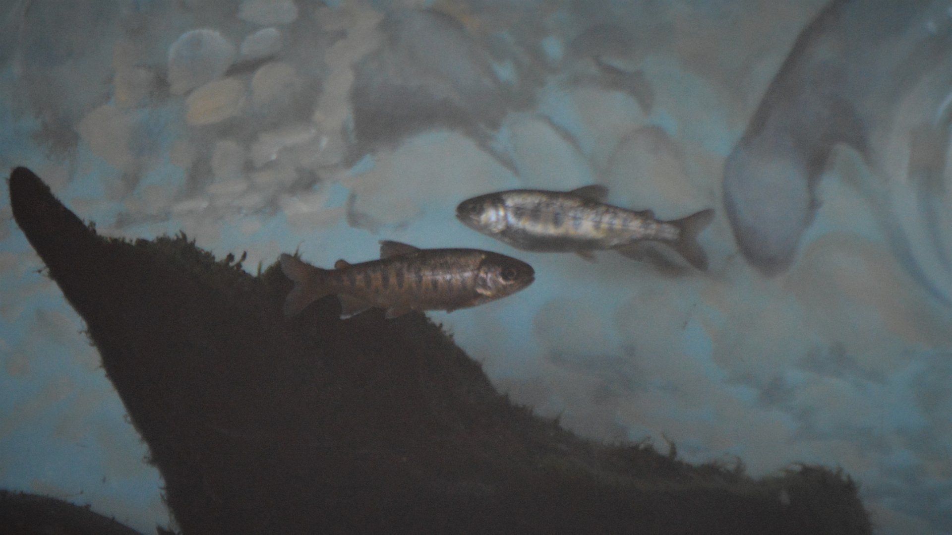 Oncorhynchus kisutch - Issaquah Salmon Hatchery