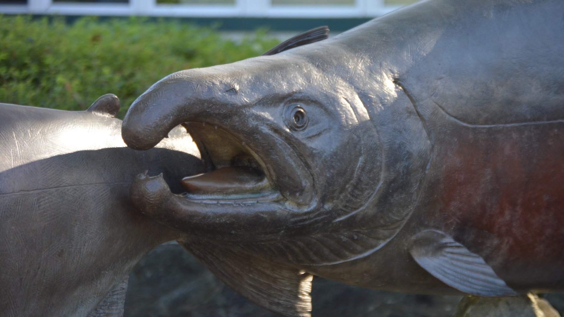 Oncorhynchus metallica - Issaquah Salmon Hatchery